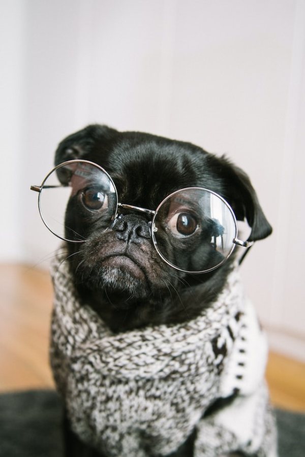 hund mit brille